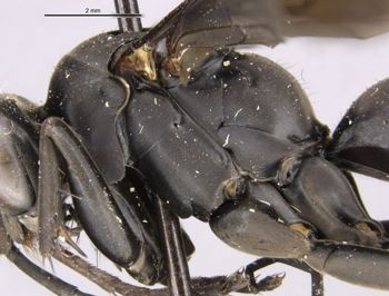 Media type: image;   Entomology 26232 Aspect: thorax, lateral